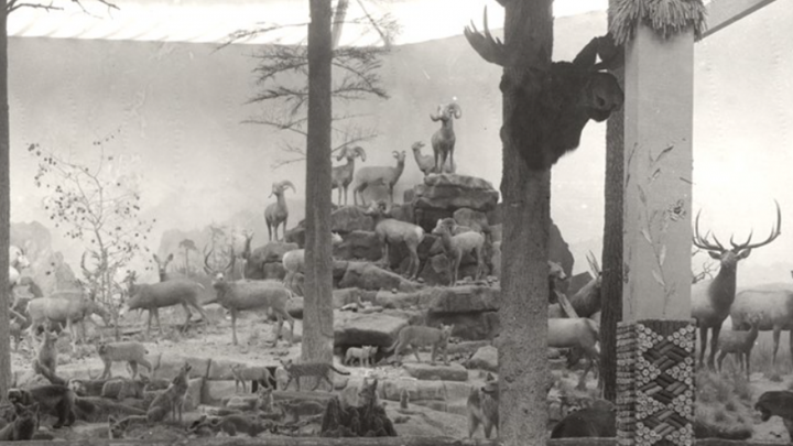 Dyche's panorama, an exhibit of taxidermy animals mounted in a natural setting